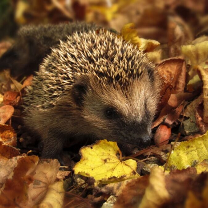 hedgehog